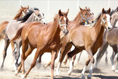 "100 milyon TL'lik tay kayıp" denilmişti... TİGEM'den açıklama geldi!