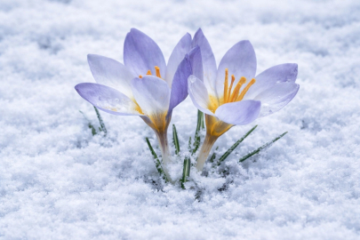 Kocaeli'de Keltepe Çiğdemi büyüledi